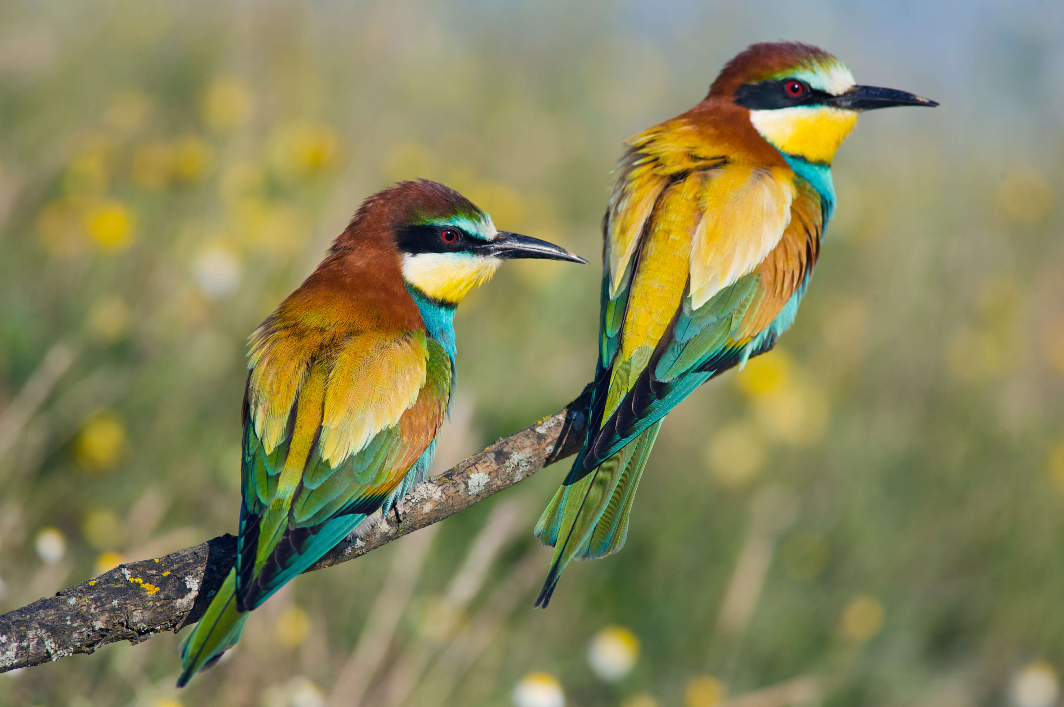 Bee Eater, North Cyprus