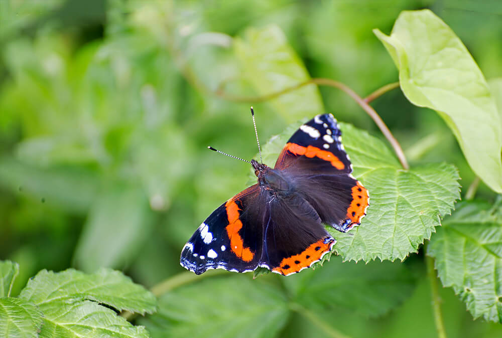 Vanessa Atalanta (Red Admiral)