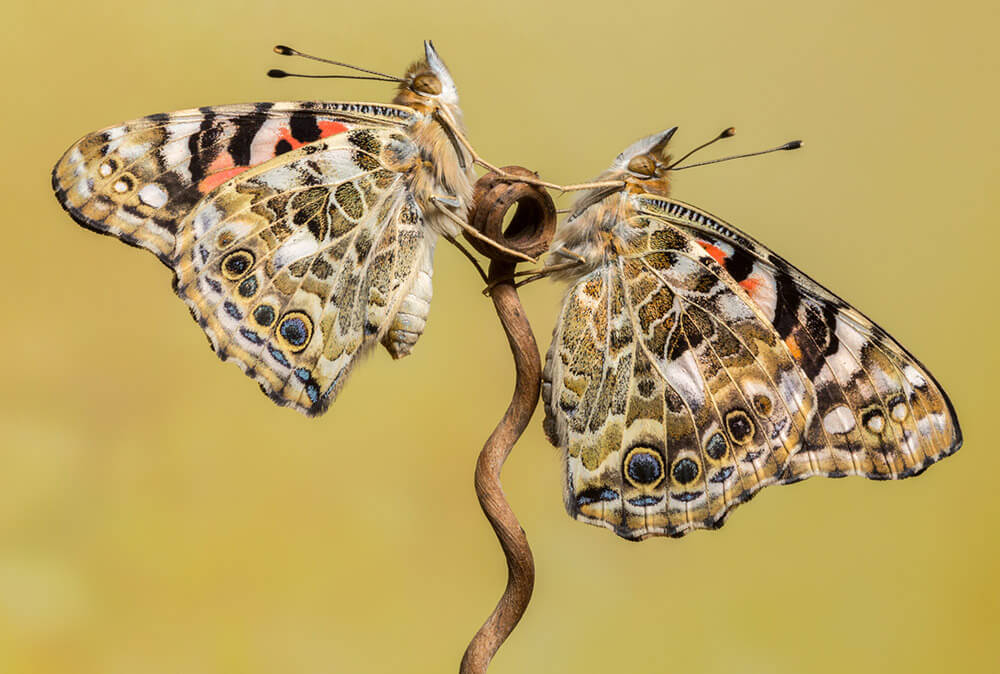 Vanessa Cardui (Painted Lady)