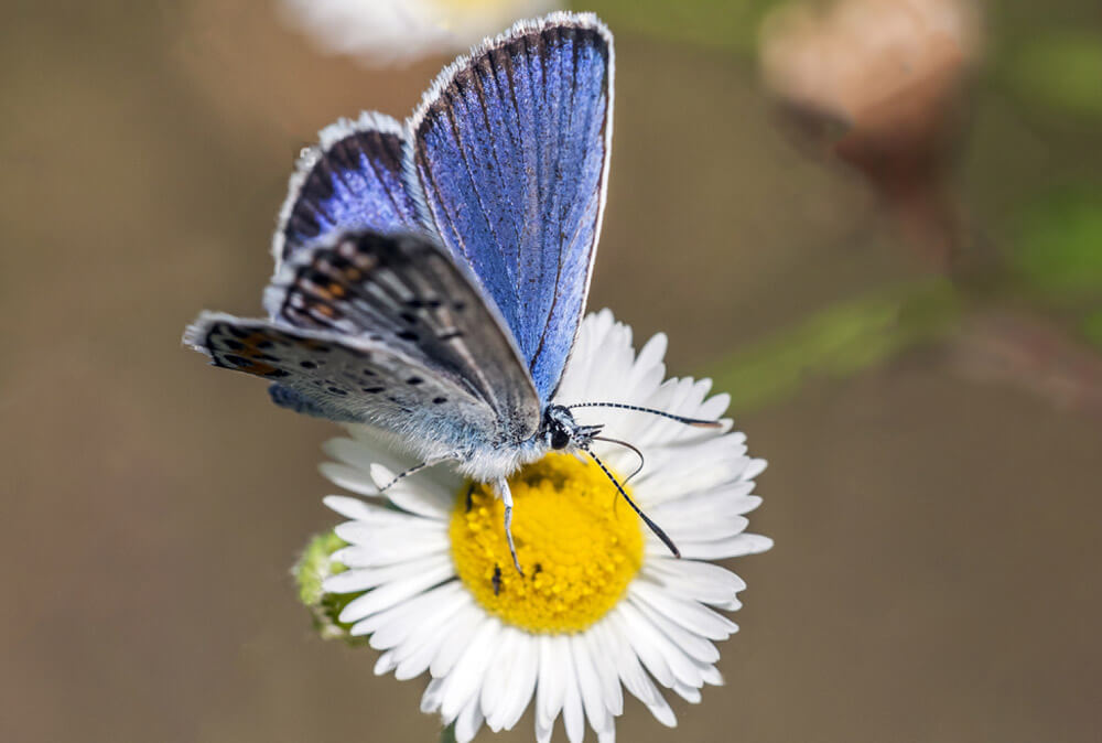 Paphos Blue Species