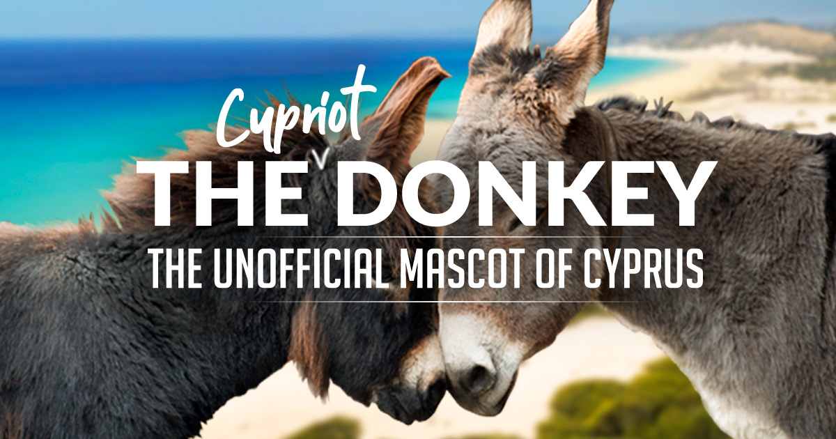Friendly Cypriot Donkeys Karpaz Cyprus Animals & Wildlife
