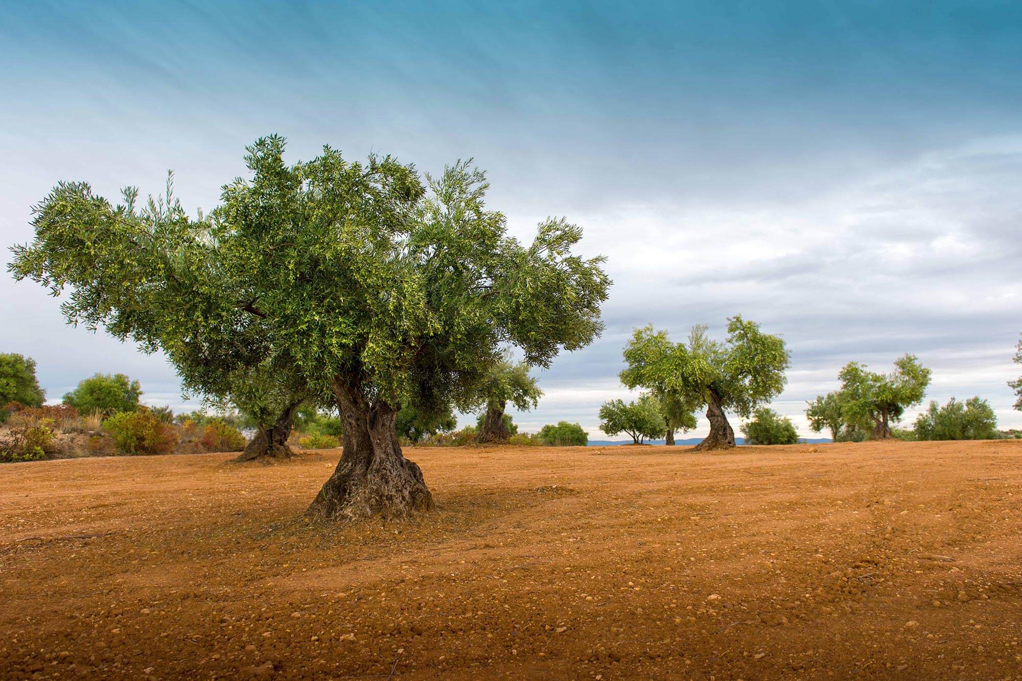 zeytinlik village north cyprus