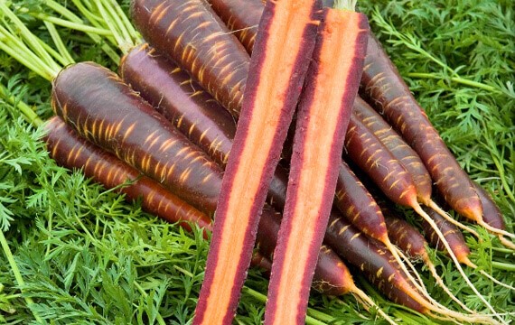 siyah havuç black carrot