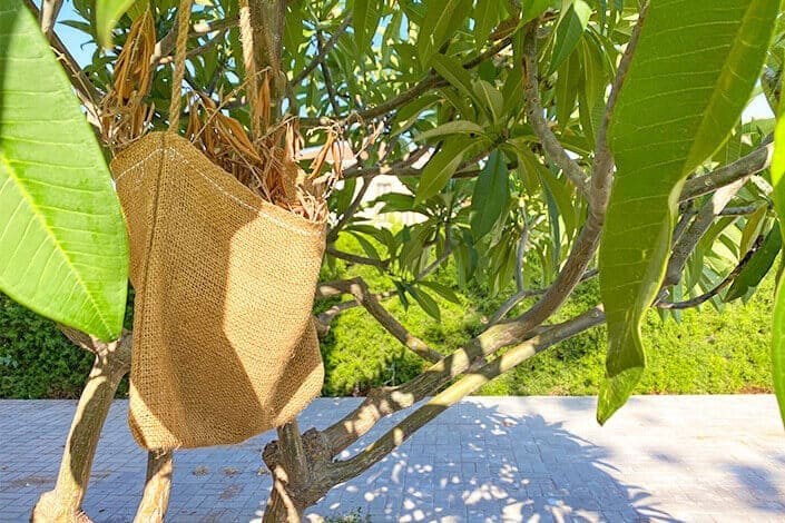 Olive leaves hanging outside a Cypriot's home