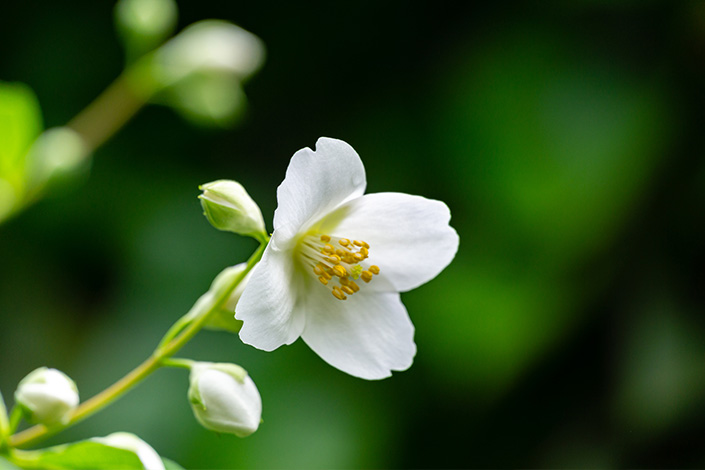 Jasmine Flowers Offer a Beautiful Aroma in the Evenings