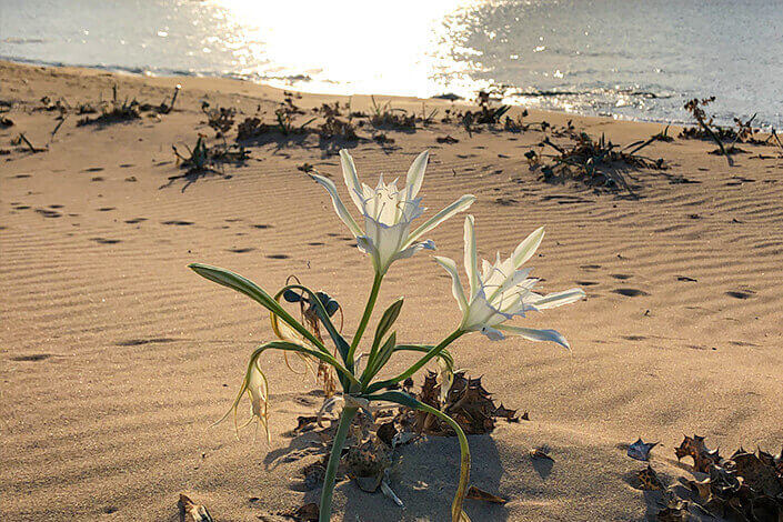 The White Beach Lily of North Cyprus