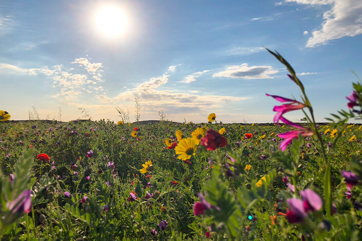 Pretty Autumn Flowers in North Cyprus