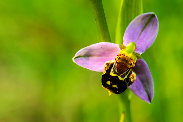 Find Colourful Orchids Amongst the Greenery