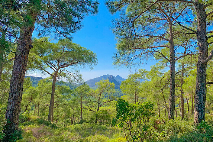 The Kyrenia Mountain Range Pine Forests