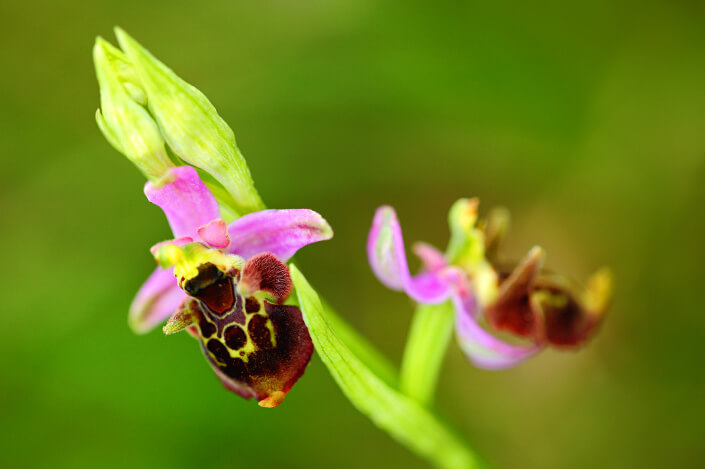 The Bee Orchid Flower in North Cyprus