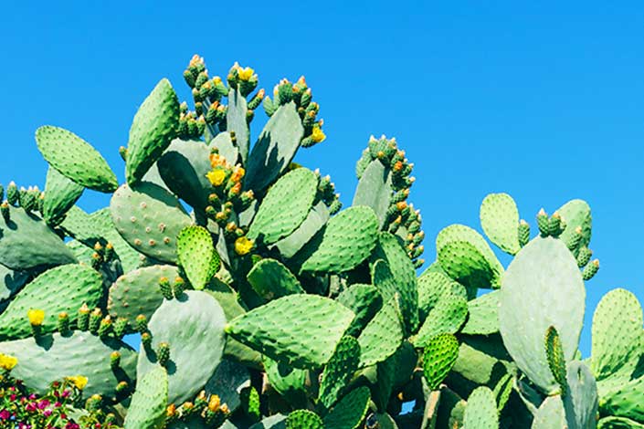 Babutsa, known as Prickly Pear