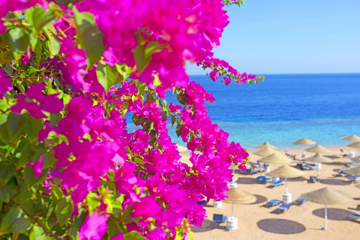 Bougainvillea Flowers, Cyprus