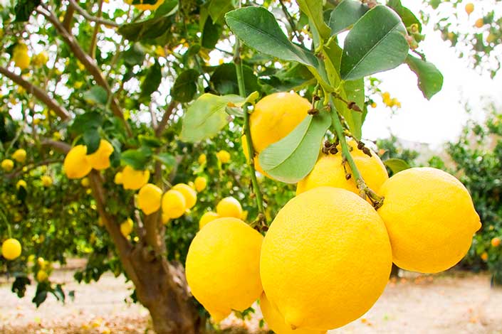 Yellow Lemons, North Cyprus