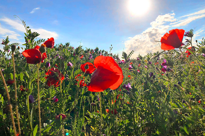 Spring Field in North Cyprus