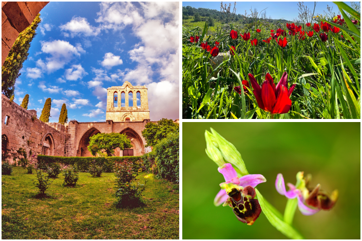 Spring Festivals, North Cyprus