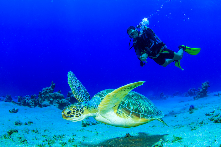 Logger Head Turtle (Caretta), North Cyprus