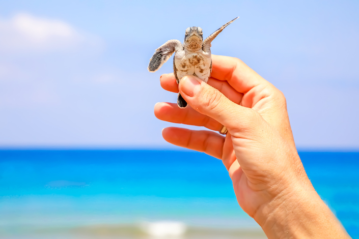 Nesting and Hatching Turtles, North Cyprus