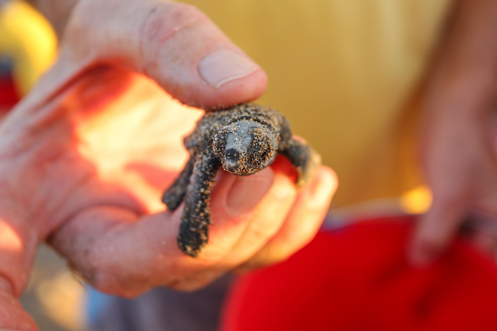Baby Turtle Hatching, North Cyprus