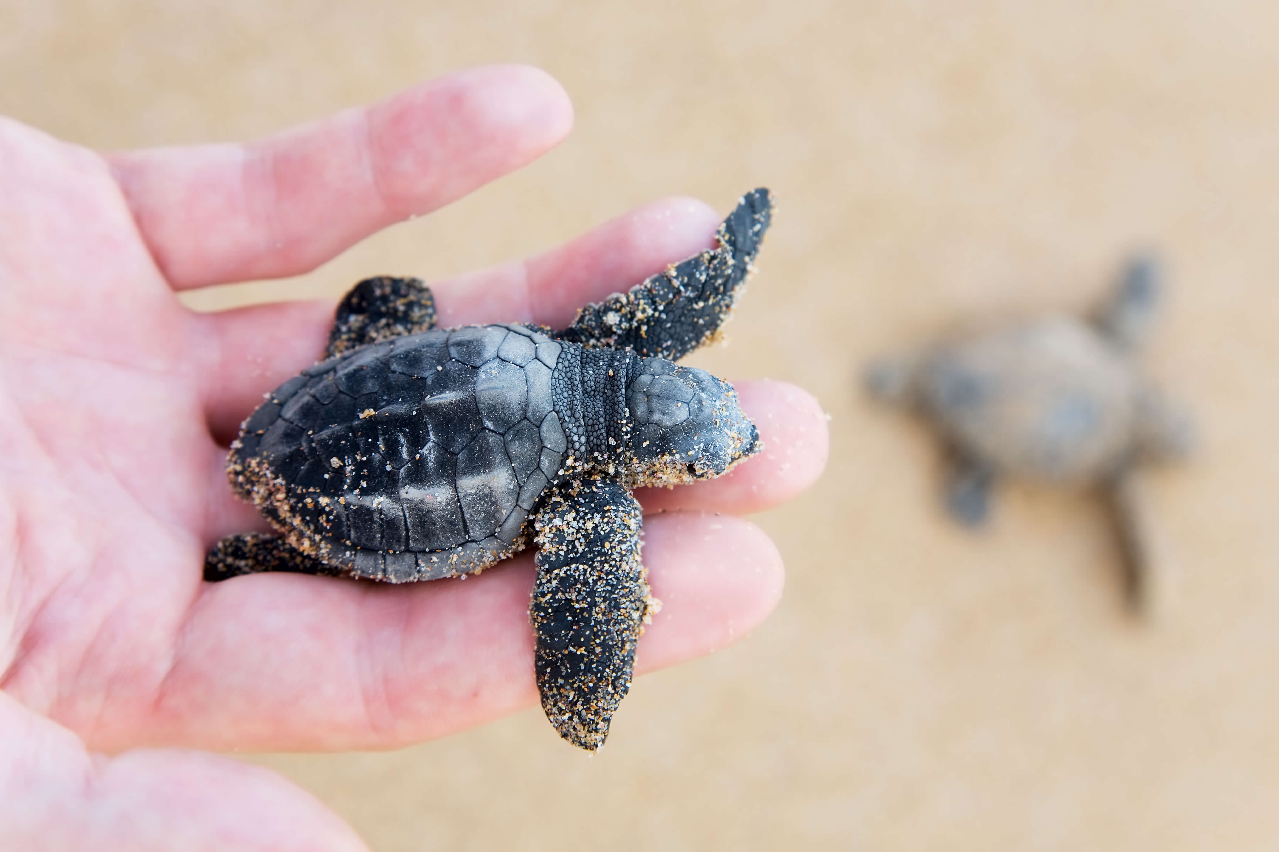 Baby Turtles Hatch between July and August