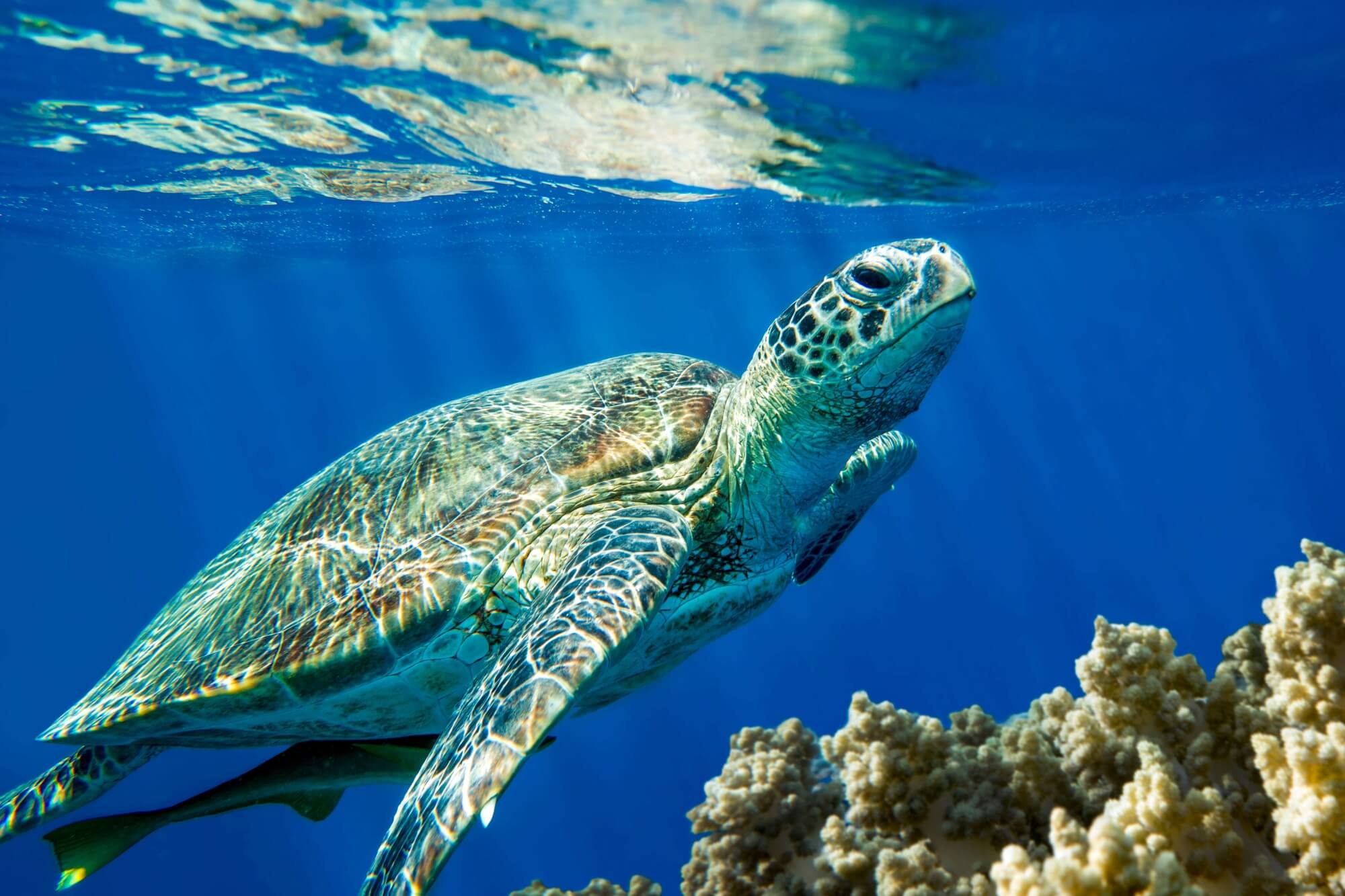 The Loggerhead Turtle, North Cyprus