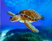 titan travel northern cyprus turtles in north cyprus