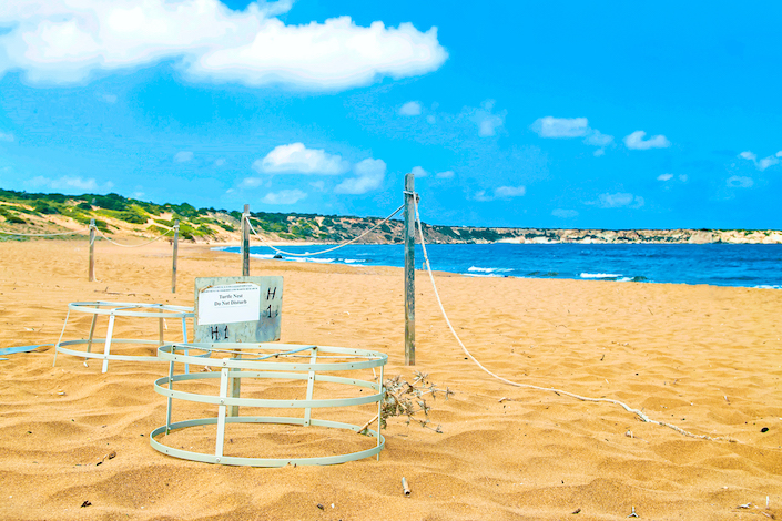 Turtle Nest Protection, Cages, Alagadi Beach