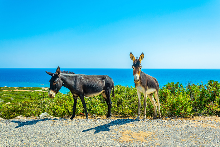 National Park Donkey's, North Cyprus
