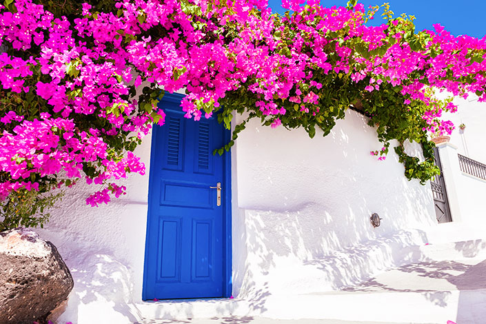 Bougainvillea Flowers, Karmi Village, Kyrenia