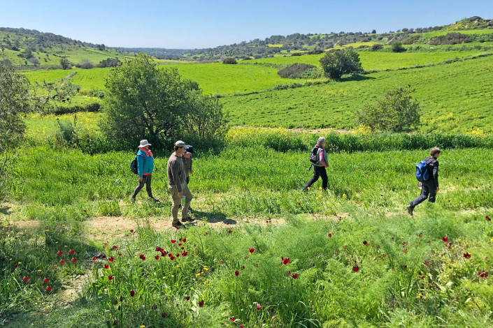 Tulips Fields, Guzelyurt, North Cyprus