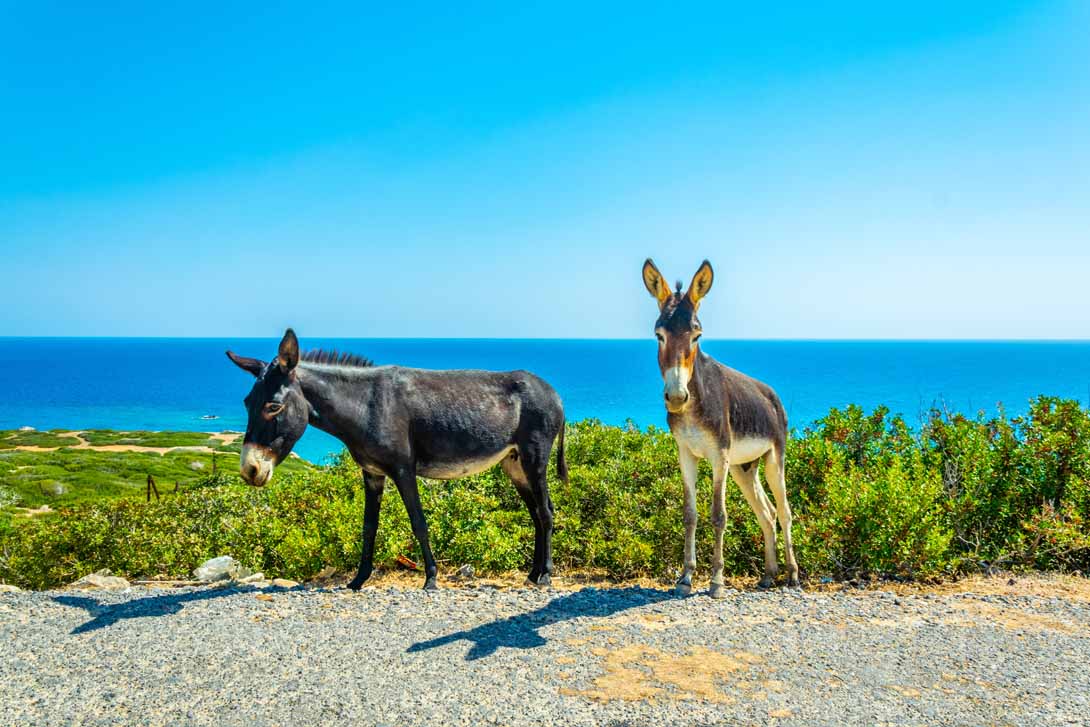 Donkeys in Karpaz, North Cyprus