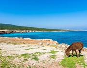 donkey karpaz sea cyprus