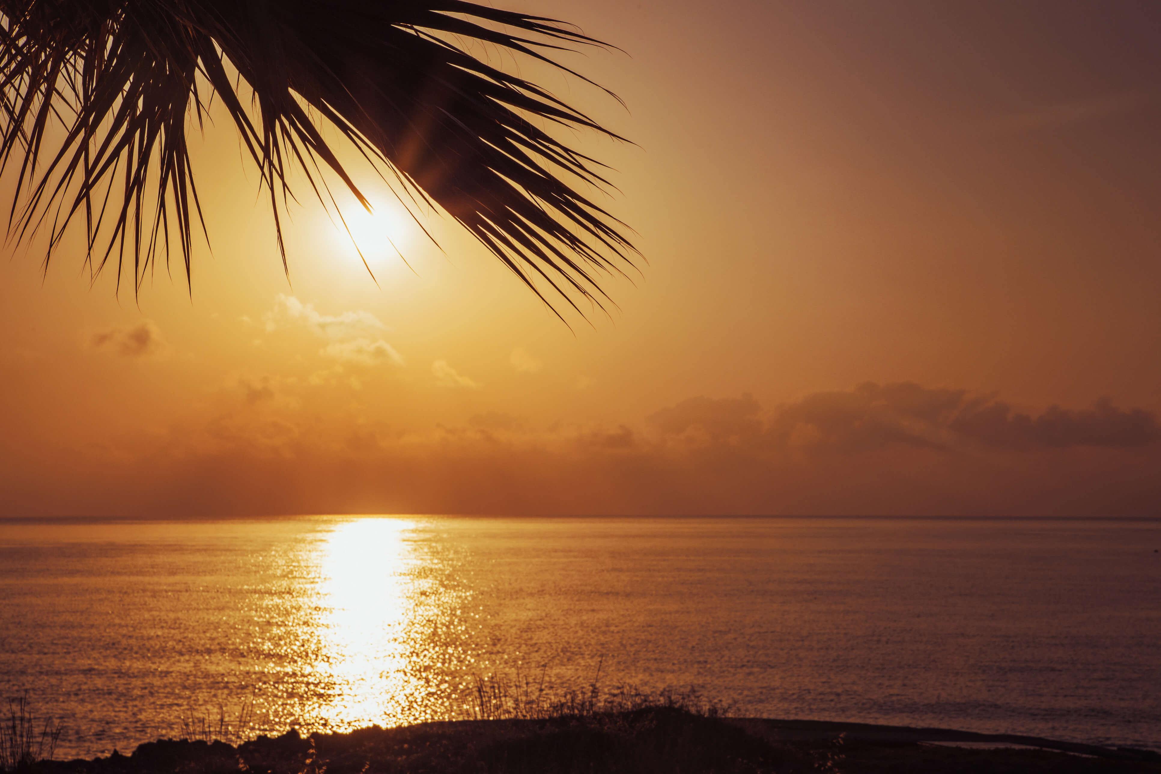 https://www.cyprusparadise.com/media/6643/sunset-palm-tree-karpaz.jpg