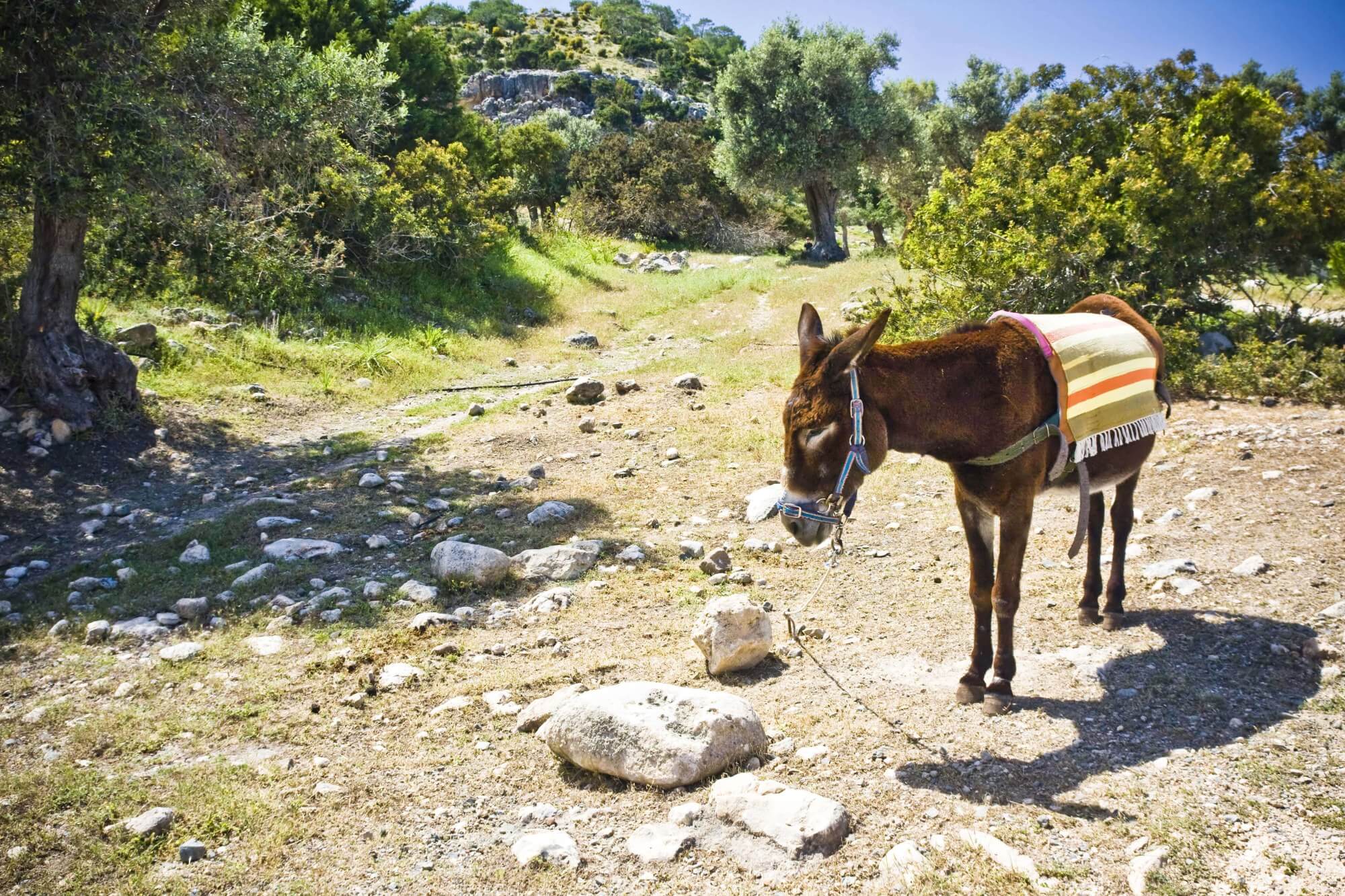 A Cyprus donkey out in the wild in Karpaz