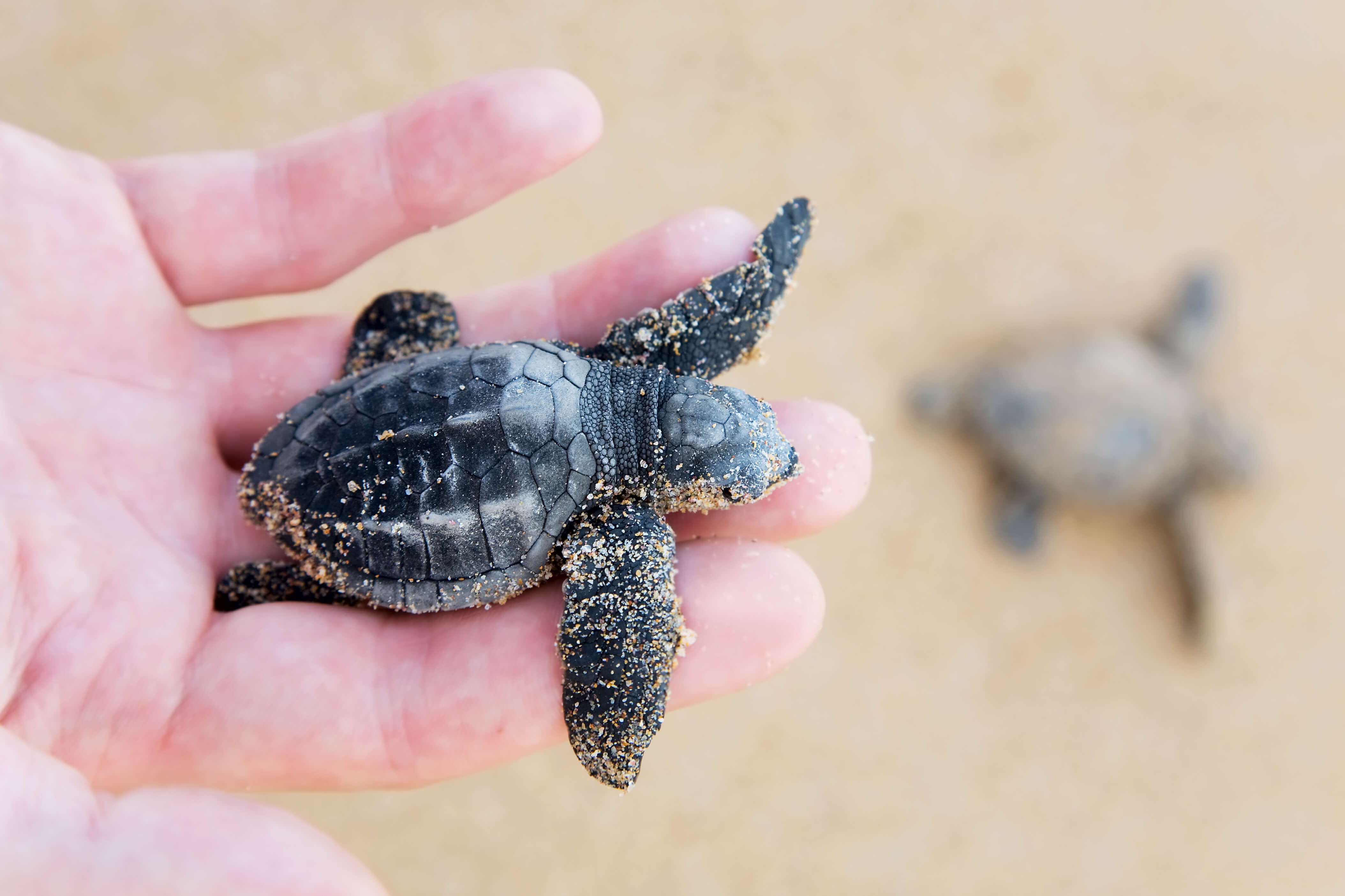 Baby turtles hatch between July and August