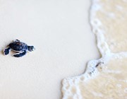 baby turtle beach karpaz