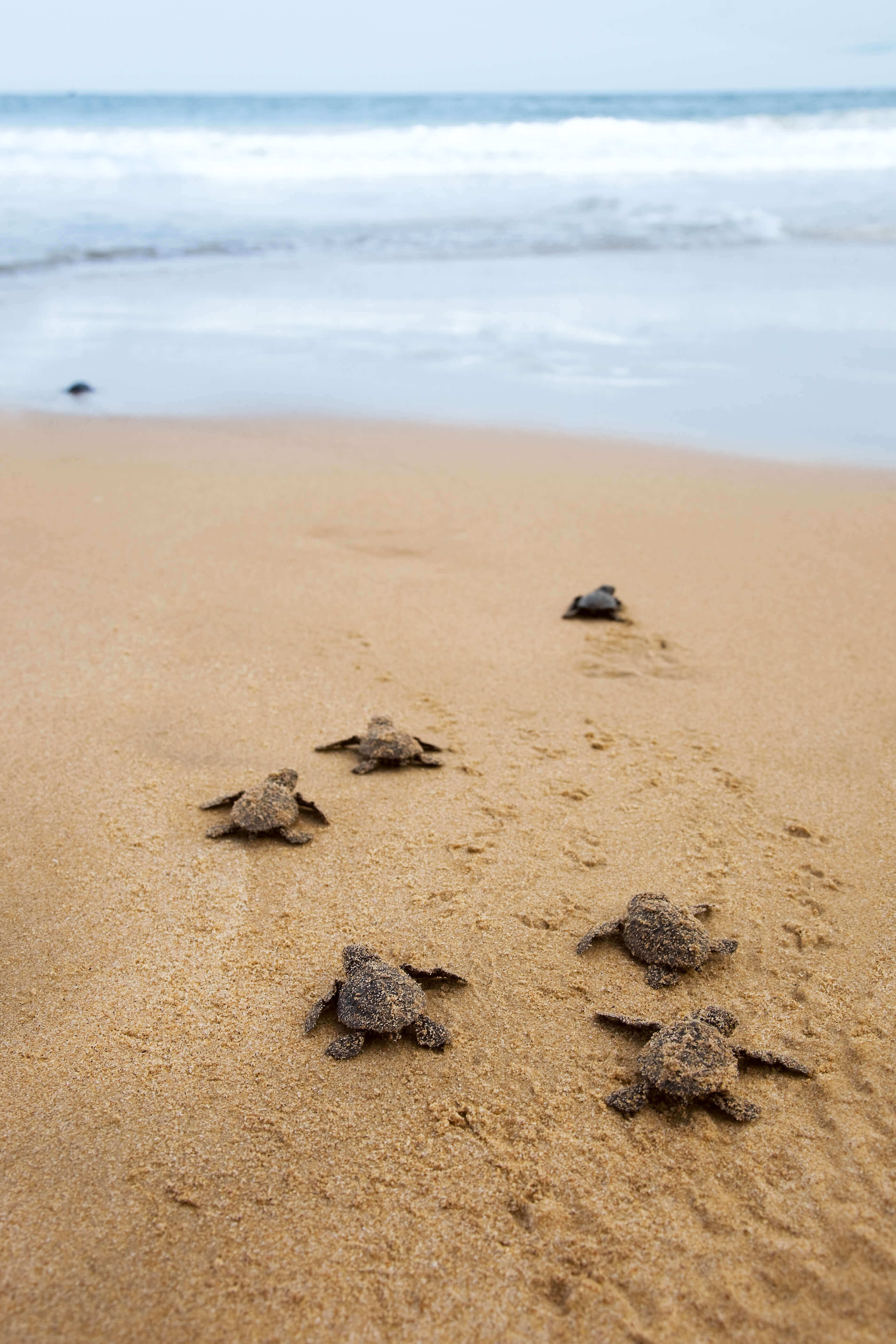 Watching the baby turtles hatch is a truly amazing experience