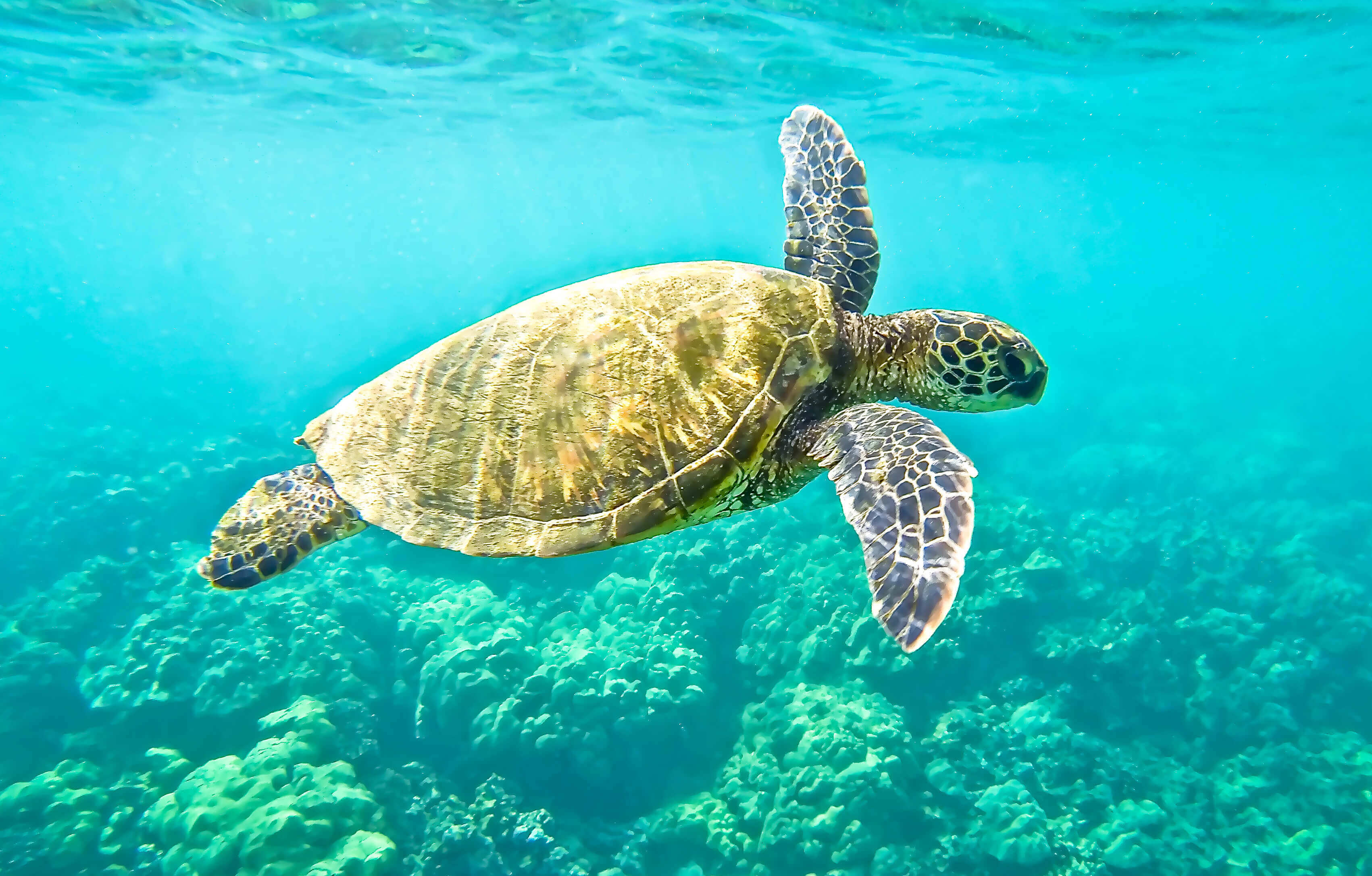 There are two types of turtles in Northern Cyprus; Loggerhead and Green turtles