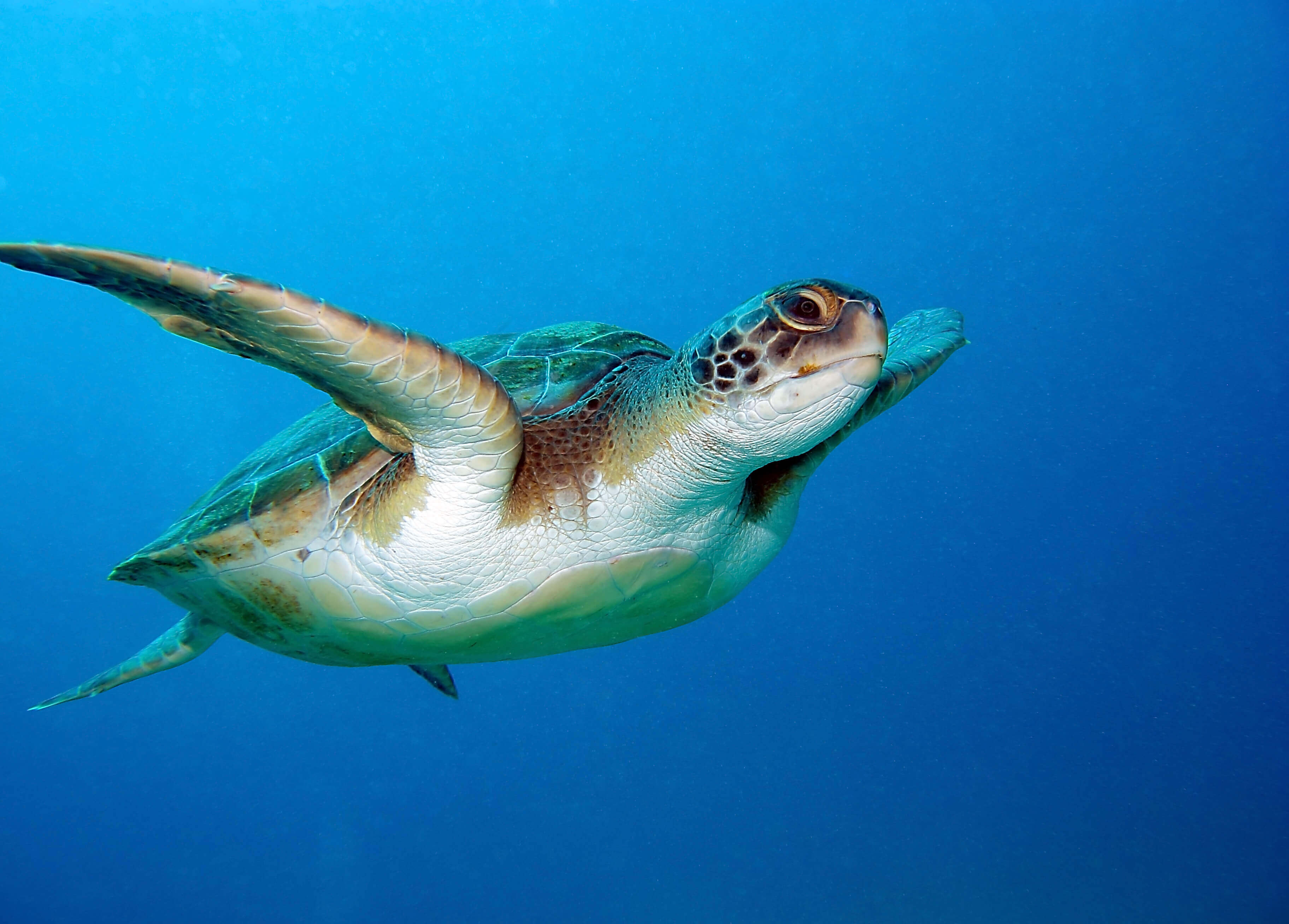 The Green Turtle, North Cyprus