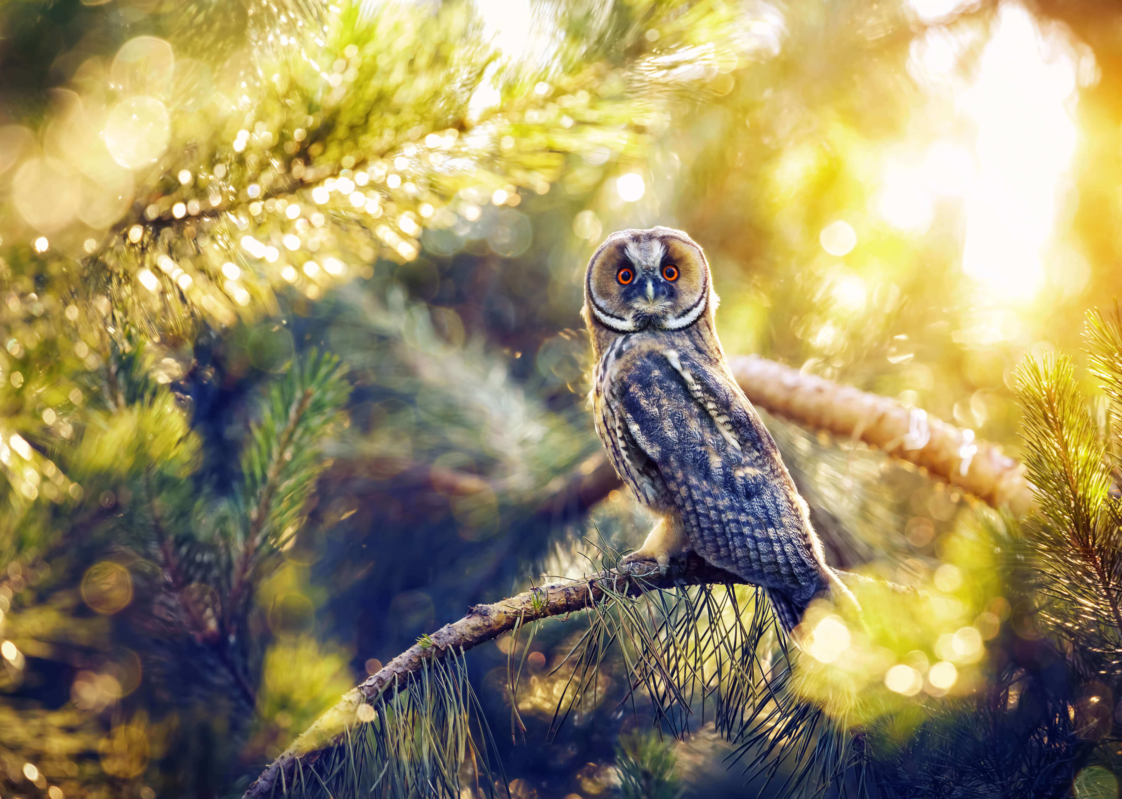 The Scops Owl is found in North Cyprus