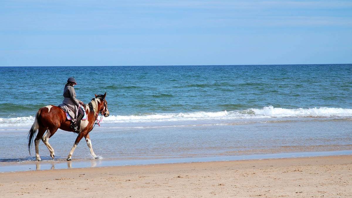 columbia beach resort horse seaside
