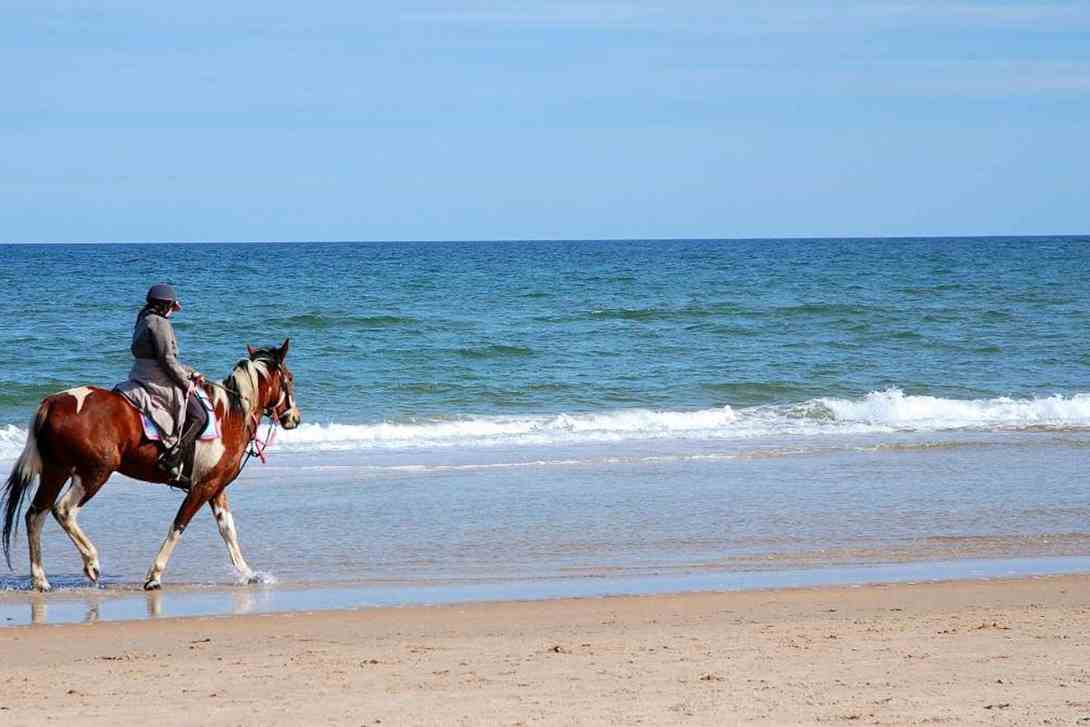 columbia beach resort horse seaside